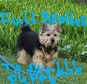 full brother to pup availablev