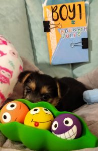 Norwich Male pup