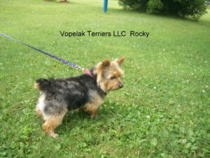 Rocky is very friendly loving purebred Norwich Terrier,